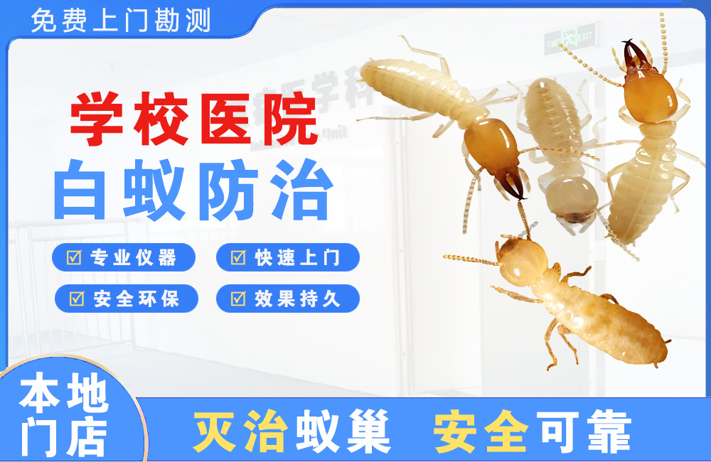 扬中学校医院白蚁防治