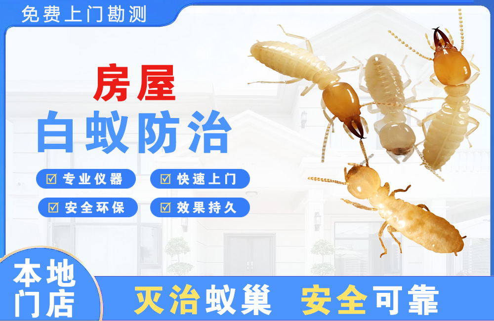 扬中房屋白蚁防治
